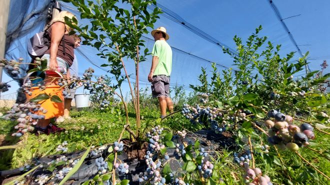 Začíná 1. kolo příjmu žádostí intervencí rozvoje venkova ze Strategického plánu Společné zemědělské politiky 2023–2027
