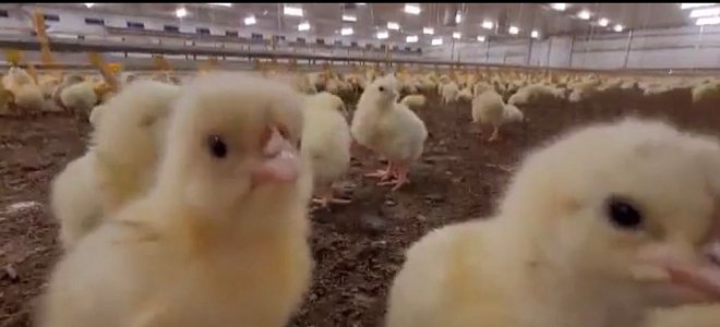 Firma z jihočeského Dynína zprovoznila novou halu na 40.000 kuřat